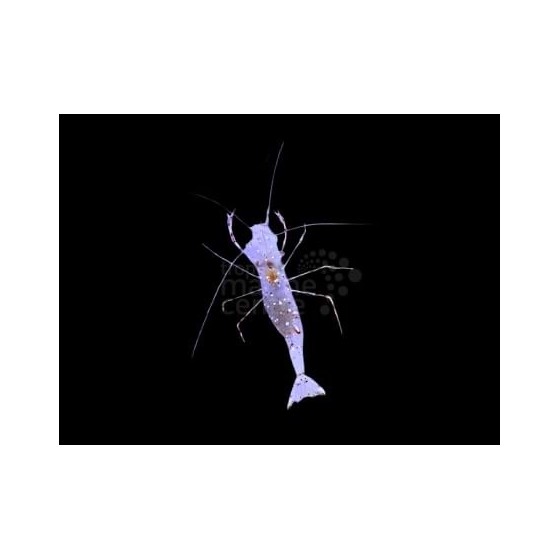 Periclimenes spp. - Crystal Shrimp