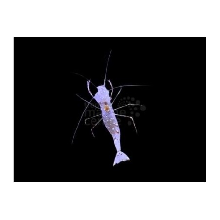 Periclimenes spp. - Crystal Shrimp