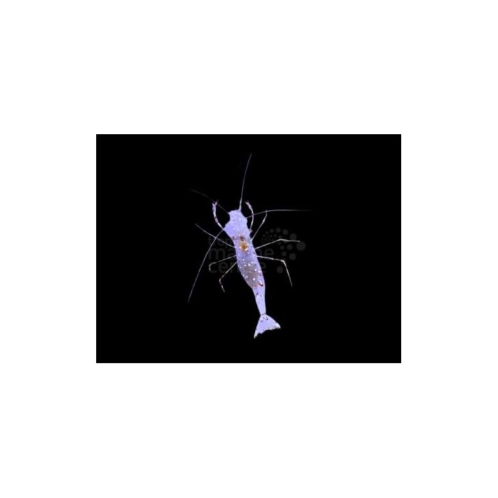 Periclimenes spp. - Crystal Shrimp