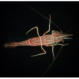 Rhynchocinetes durbanensis - Dancing Shrimp