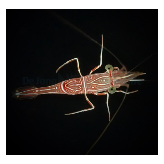 Rhynchocinetes durbanensis - Dancing Shrimp