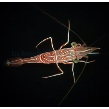 Rhynchocinetes durbanensis - Dancing Shrimp