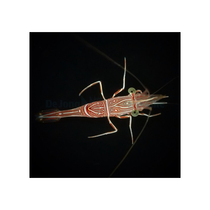 Rhynchocinetes durbanensis - Dancing Shrimp