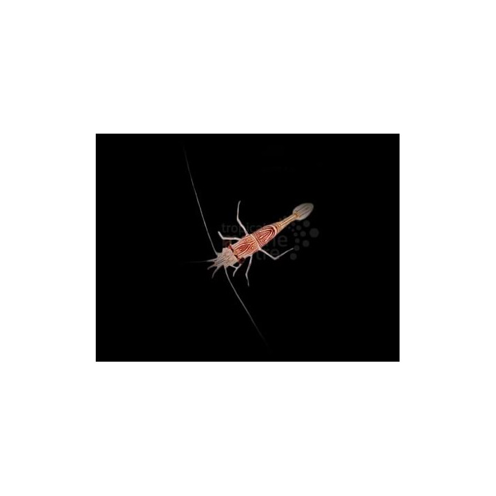 Rhynchocinetes durbanensis - Dancing Shrimp