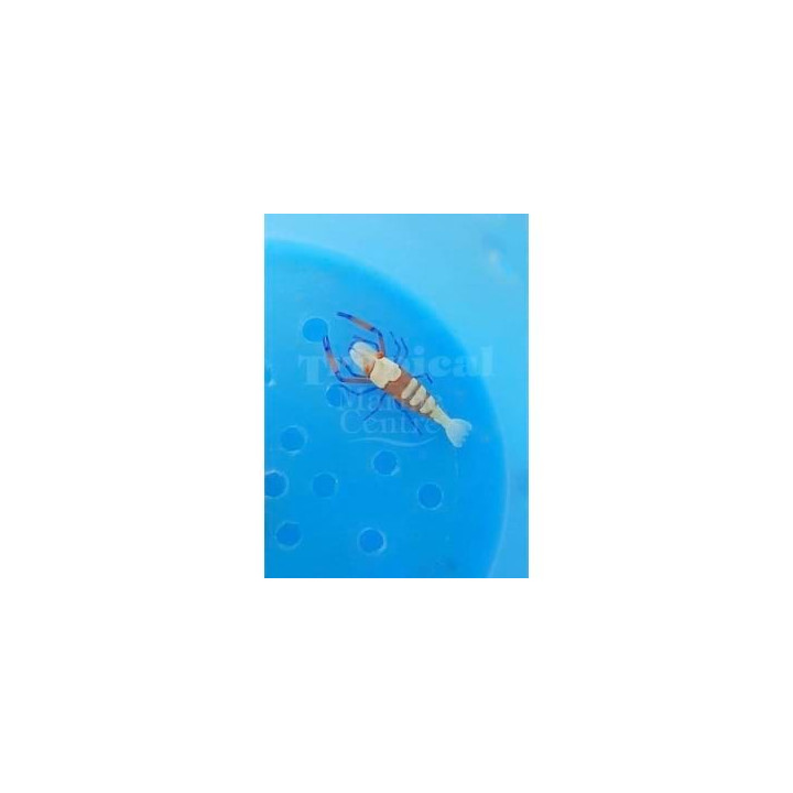 Periclimenes imperator - Emperor Shrimp