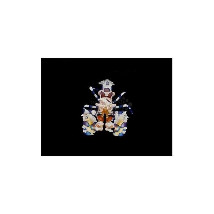 Hymenocera picta – Harlekiinirapu | Upea merivesiakvaarion erikoisuus
