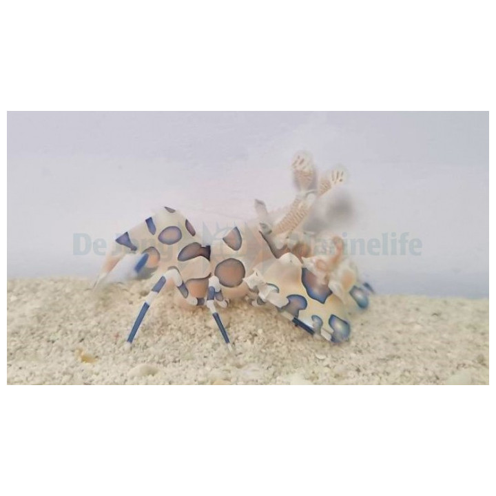 Hymenocera picta – Harlekiinirapu | Upea merivesiakvaarion erikoisuus