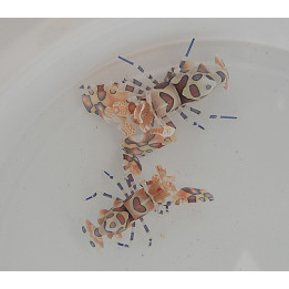 Hymenocera picta - Harlequin Shrimp PAIR - Harlekiinikatkarapu PARI