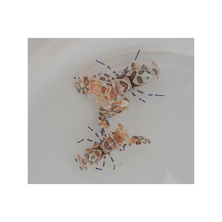 Hymenocera picta - Harlequin Shrimp PAIR - Harlekiinikatkarapu PARI