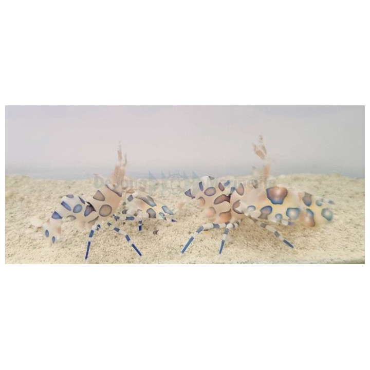 Hymenocera picta - Harlequin Shrimp PAIR - Harlekiinikatkarapu PARI