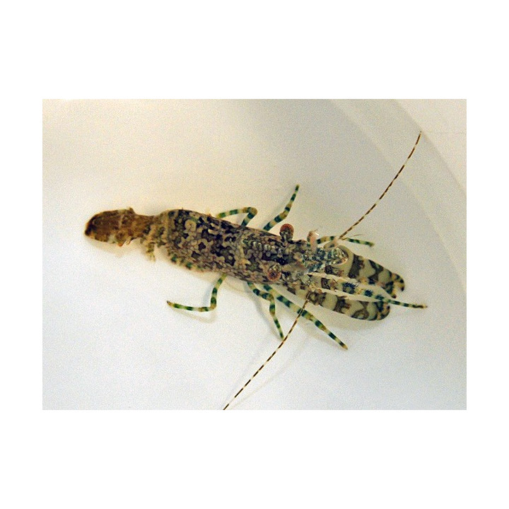 Saron marmoratus - koiras