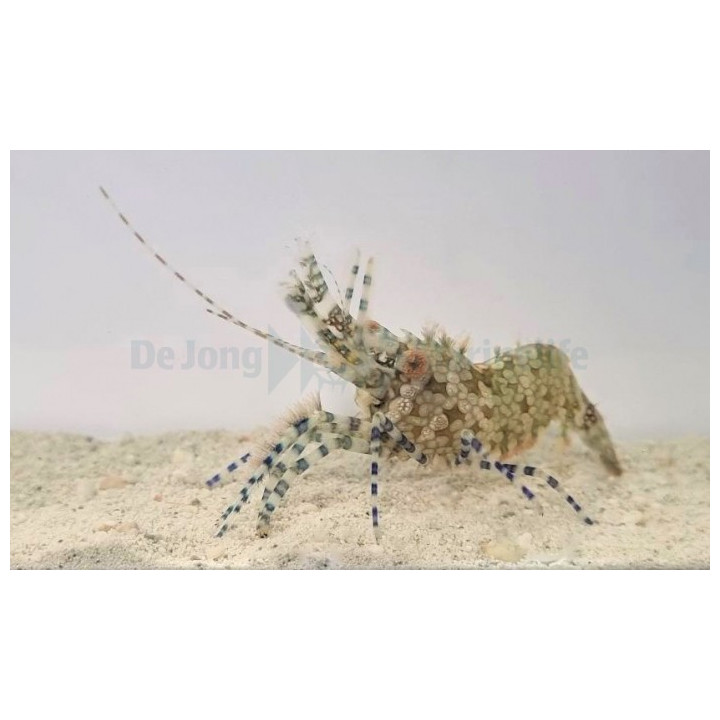 Saron marmoratus - naaras