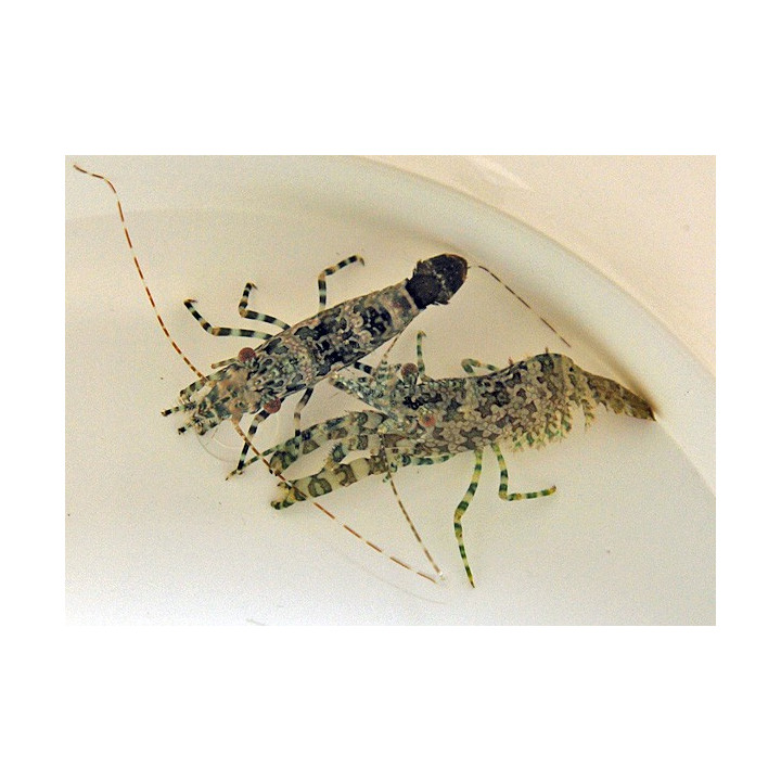 Saron marmoratus - pariskunta