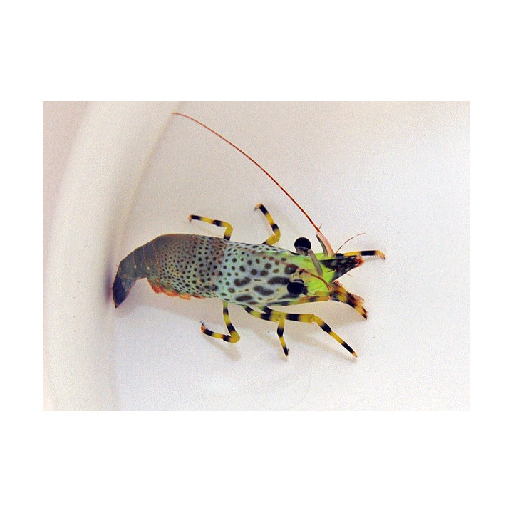 Saron inermis - Jewel Shrimp