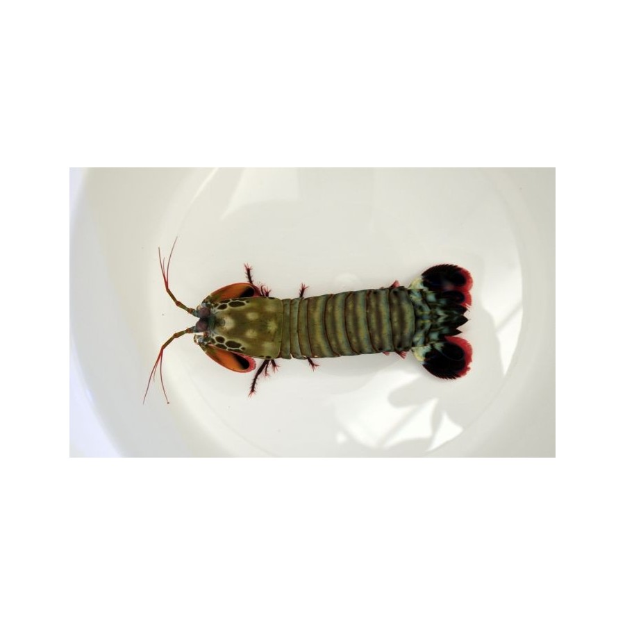 Odontodactylus scyllarus - Mantis Shrimp - Giant Green