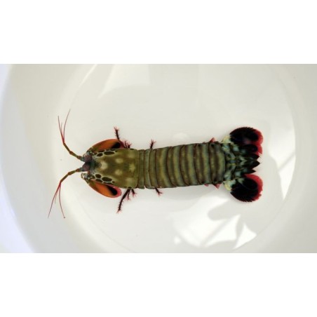 Odontodactylus scyllarus - Mantis Shrimp - Giant Green