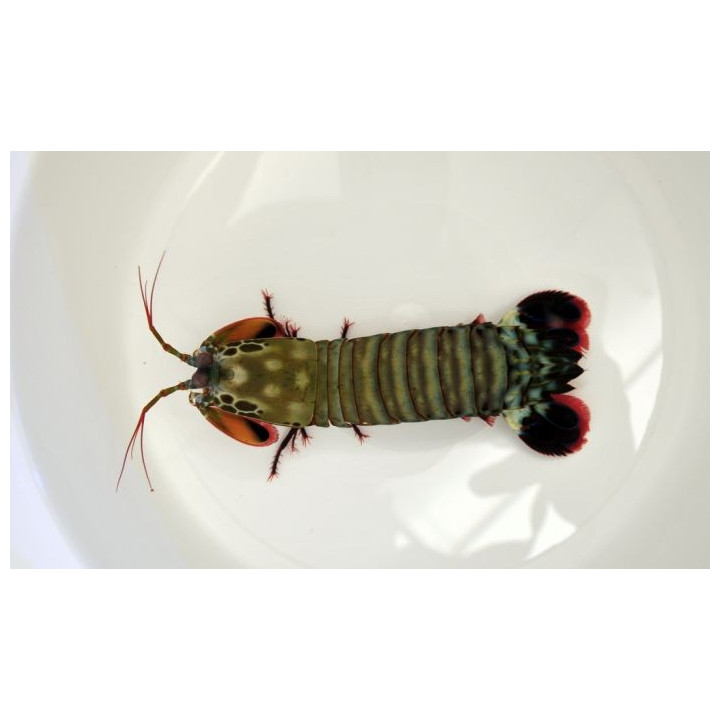Odontodactylus scyllarus - Mantis Shrimp - Giant Green