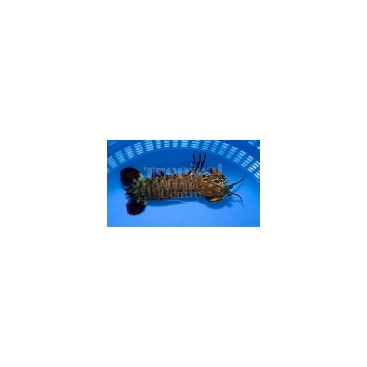 Odontodactylus scyllarus - Mantis Shrimp - Giant Green