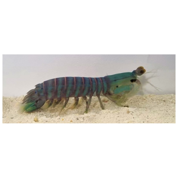 Odontodactylus spp