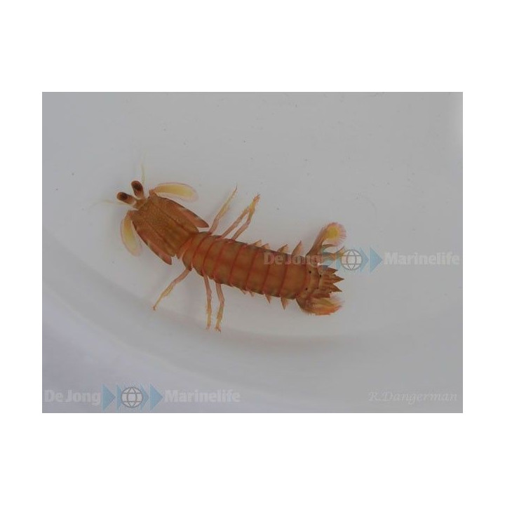 Odontodactylus spp