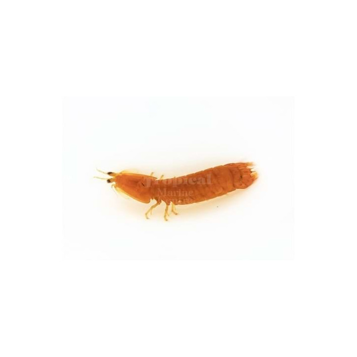 Gonodactylus spp. - Mantis Shrimp - Yellow