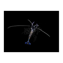 Ancylomenes pedersoni - Pederson Cleaner Shrimp