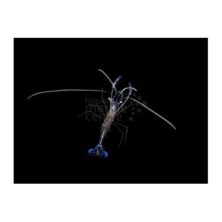 Ancylomenes pedersoni - Pederson Cleaner Shrimp