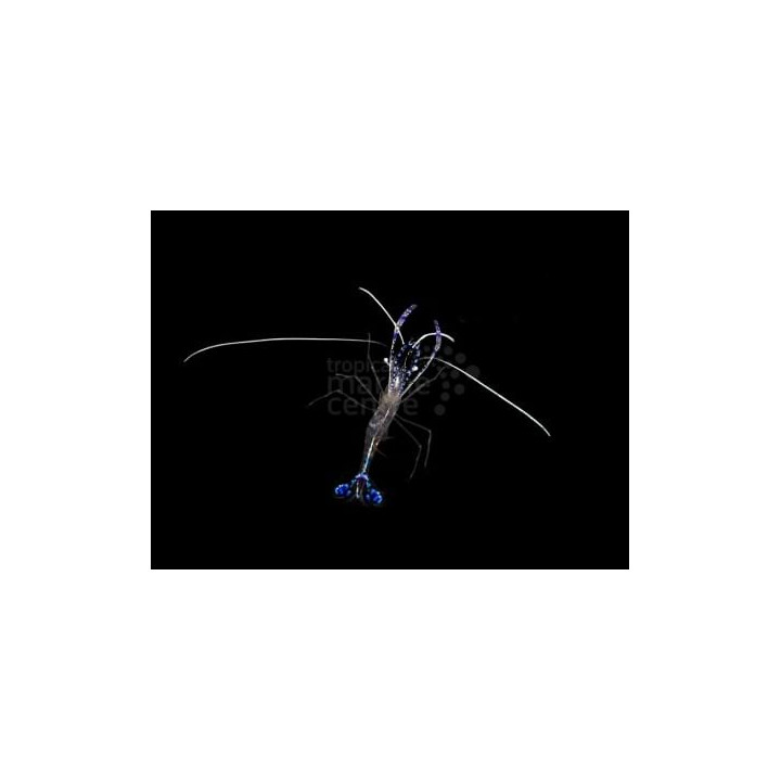 Ancylomenes pedersoni - Pederson Cleaner Shrimp