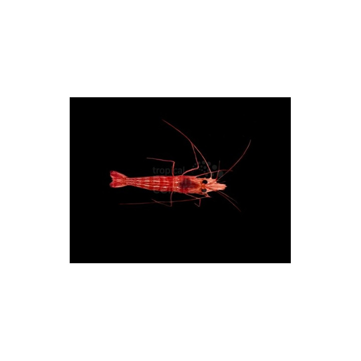 Lysmata sp. - Aiptasia Eating Peppermint Shrimp
