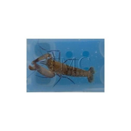 Alpheus spp. - Pistol Shrimp