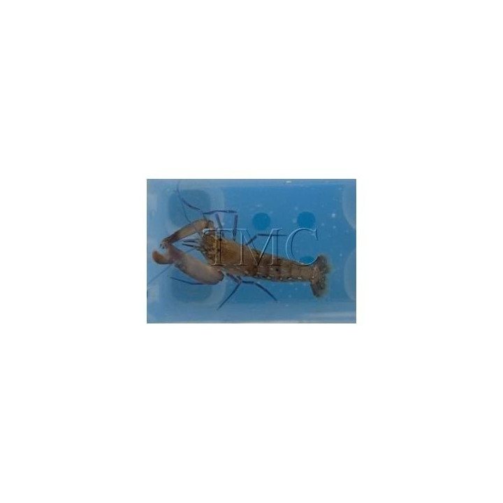 Alpheus spp. - Pistol Shrimp