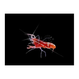 Alpheus armatus - Pistol Shrimp - Caribbean Scarlet