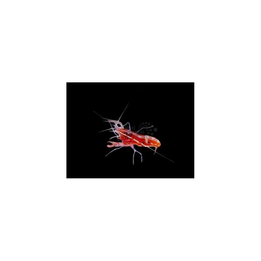 Alpheus armatus - Pistol Shrimp - Caribbean Scarlet