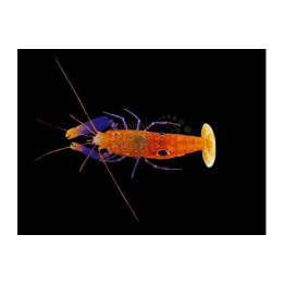 Alpheus soror - Pistol Shrimp - Purple Claw