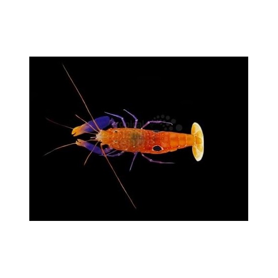 Alpheus soror - Pistol Shrimp - Purple Claw