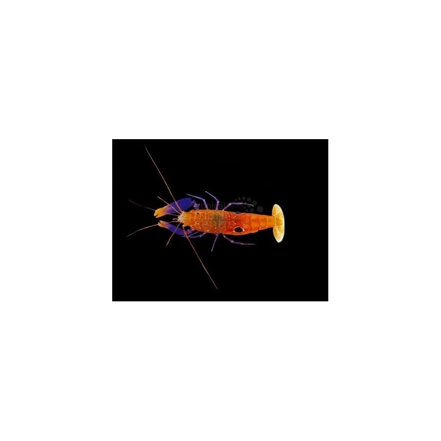 Alpheus soror - Pistol Shrimp - Purple Claw