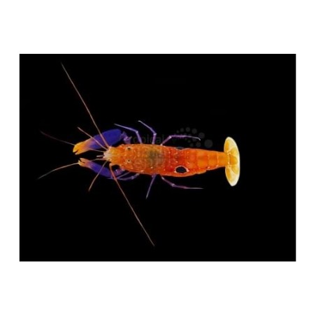 Alpheus soror - Pistol Shrimp - Purple Claw