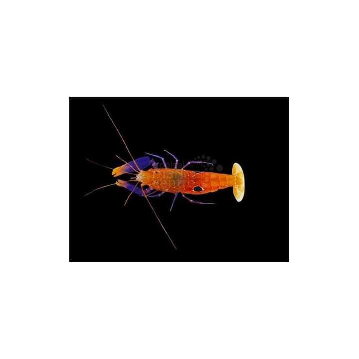 Alpheus soror - Pistol Shrimp - Purple Claw