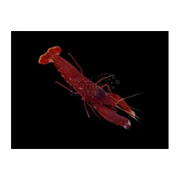 Alpheus cedrici - Pistol Shrimp - Scarlet
