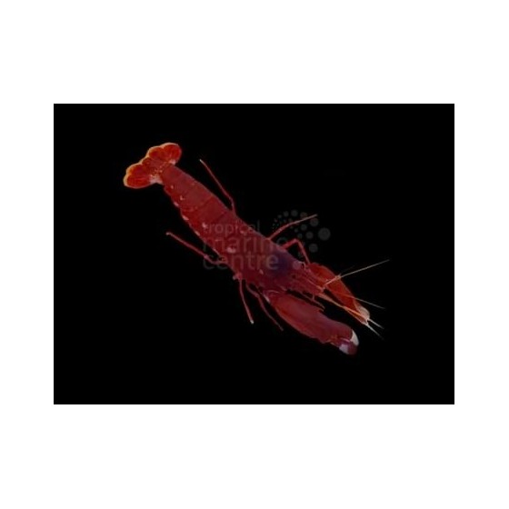 Alpheus cedrici - Pistol Shrimp - Scarlet