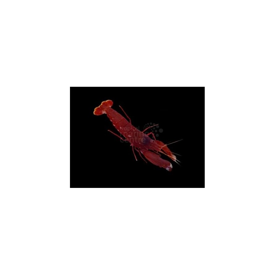 Alpheus cedrici - Pistol Shrimp - Scarlet