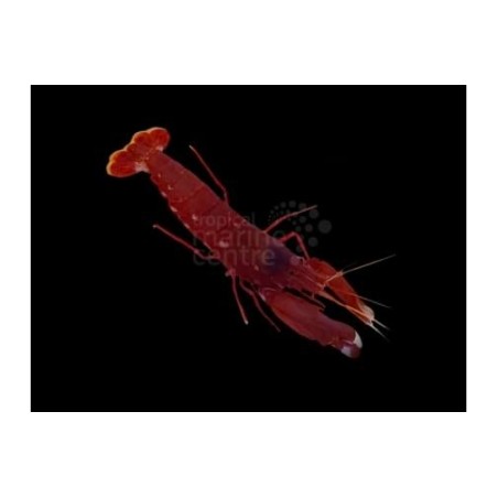 Alpheus cedrici - Pistol Shrimp - Scarlet