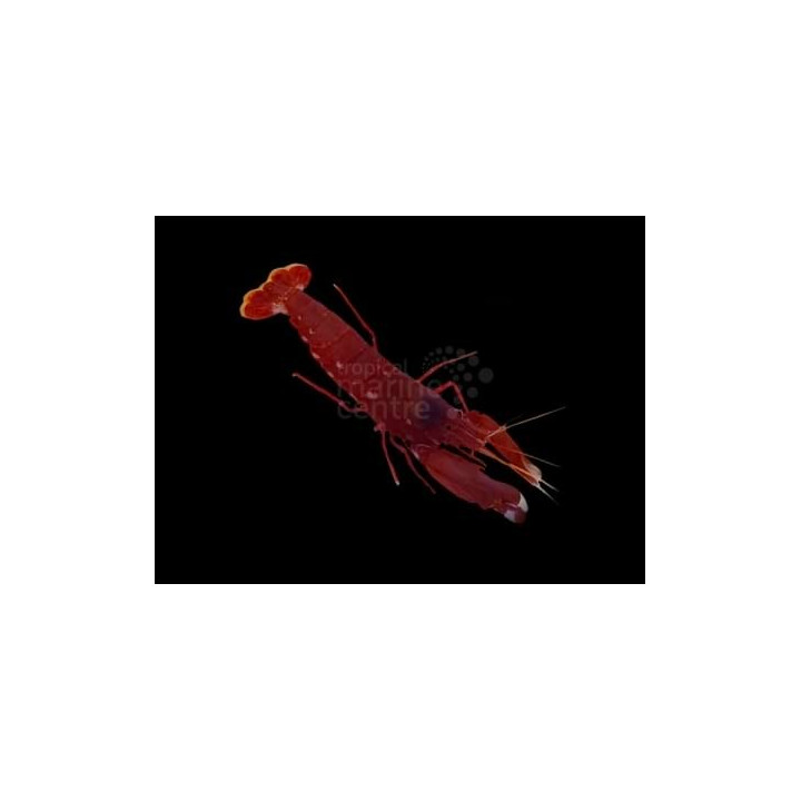 Alpheus cedrici - Pistol Shrimp - Scarlet