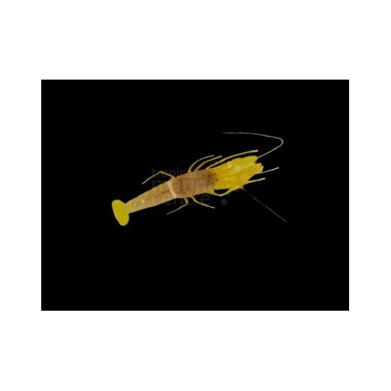 Alpheus ochrostriatus - Pistol Shrimp - Yellow