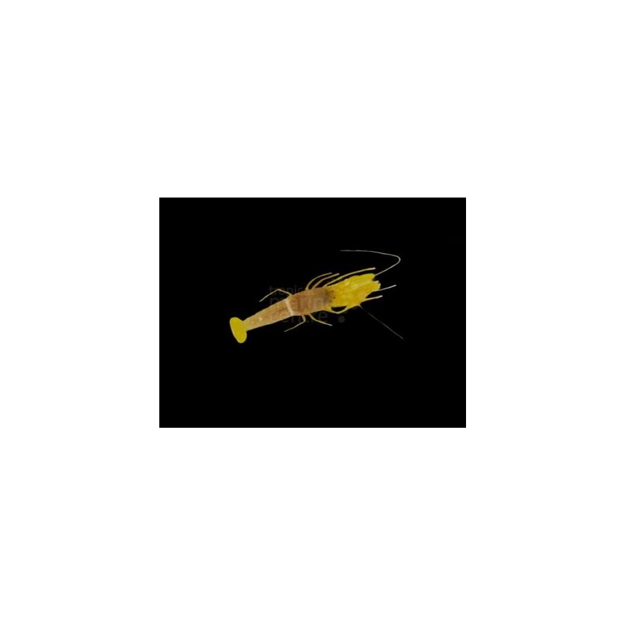 Alpheus ochrostriatus - Pistol Shrimp - Yellow