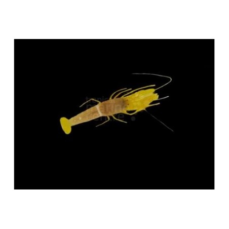 Alpheus ochrostriatus - Pistol Shrimp - Yellow