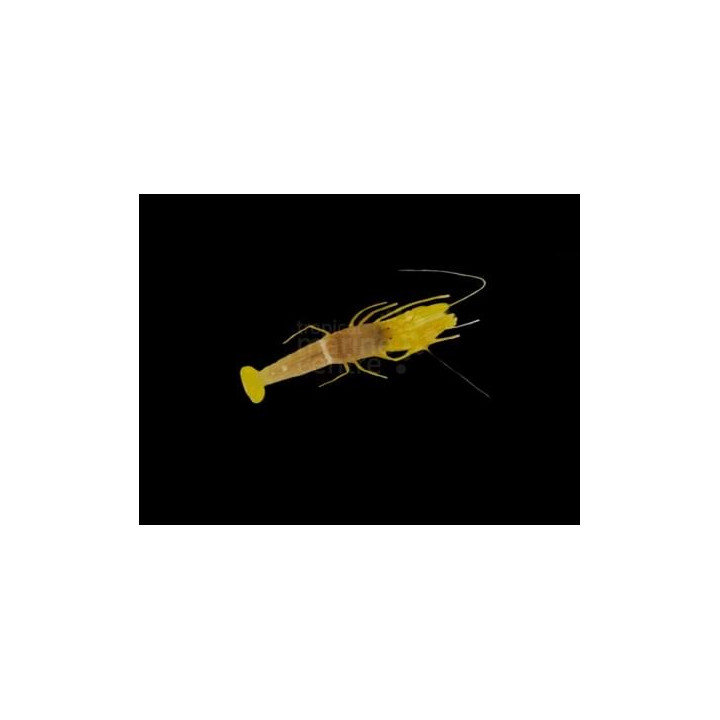 Alpheus ochrostriatus - Pistol Shrimp - Yellow