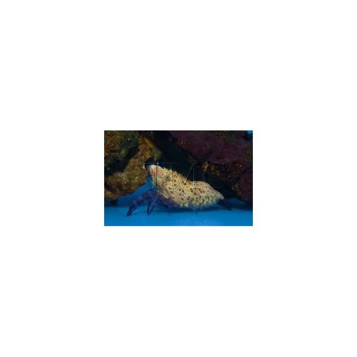 Saron rectirostris - Purple Leg Shrimp