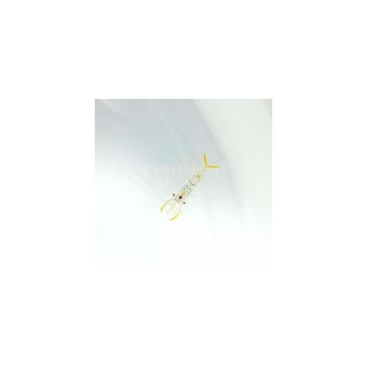 Urocaridella sp. - Scissor Tail Shrimp