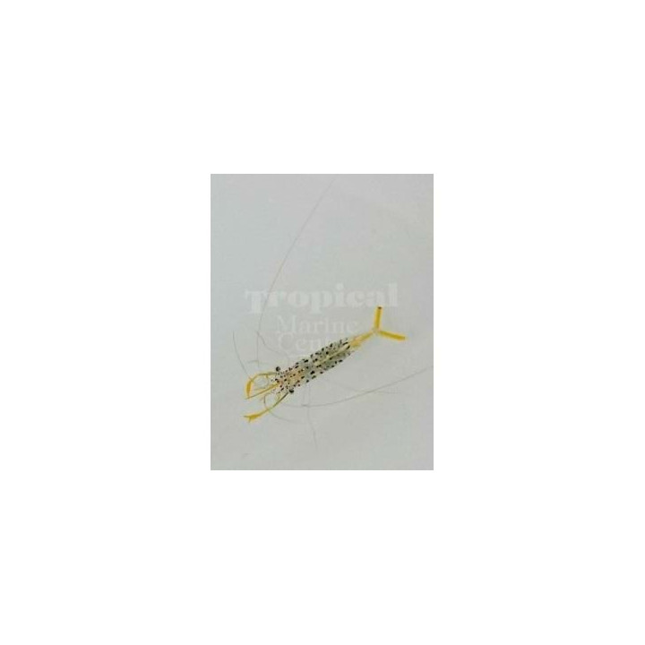 Urocaridella sp. - Scissor Tail Shrimp